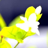 Mogra (Arabian Jasmine)
