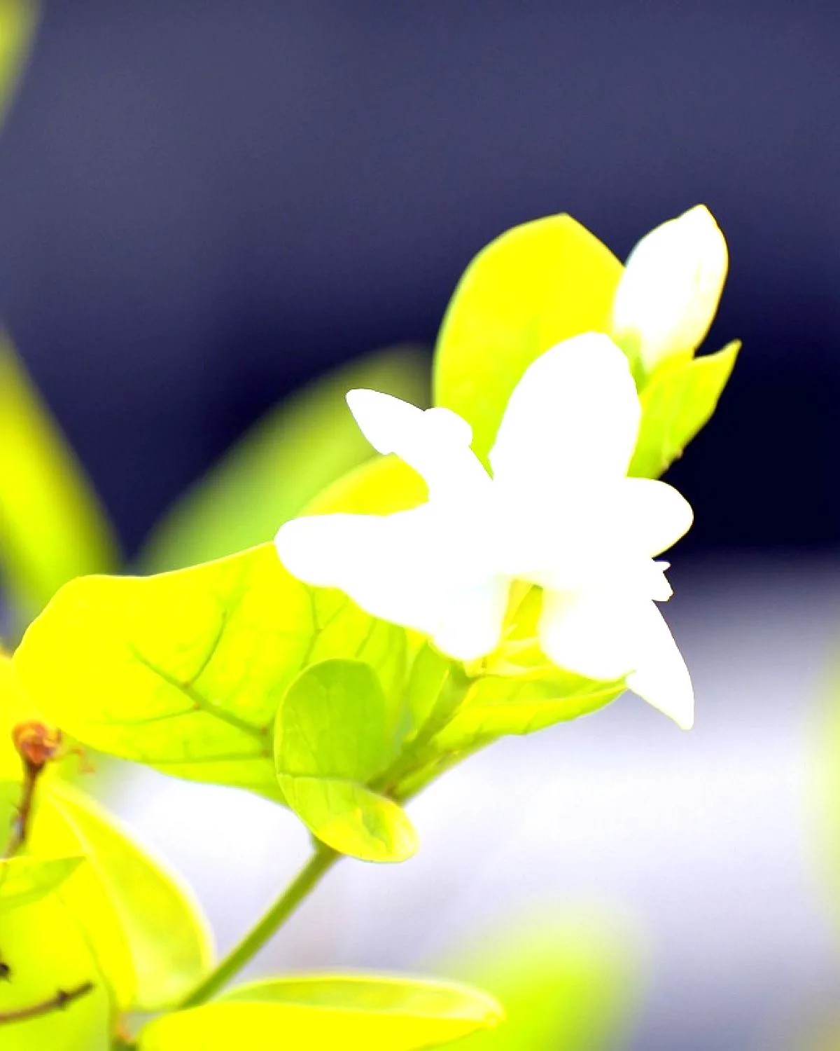 Mogra (Arabian Jasmine)