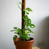 Monstera adansonii (Broken Heart)