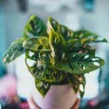 Monstera adansonii (Broken Heart)