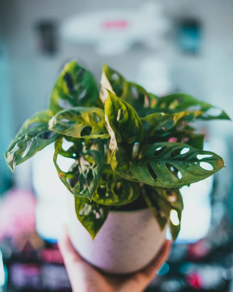 Monstera adansonii (Broken Heart)