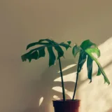 Monstera deliciosa