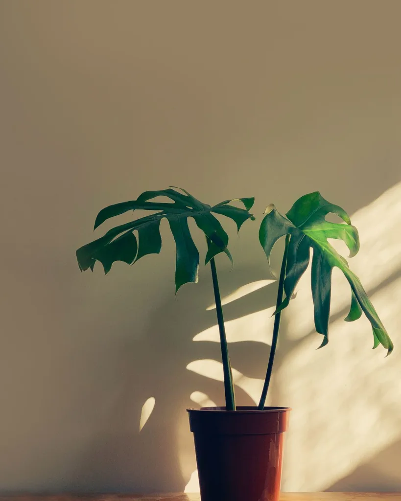 Monstera deliciosa