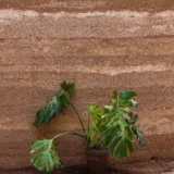 Monstera deliciosa
