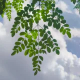 Moringa (Drumstick Tree)