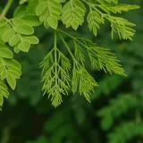 Moringa (Drumstick Tree)