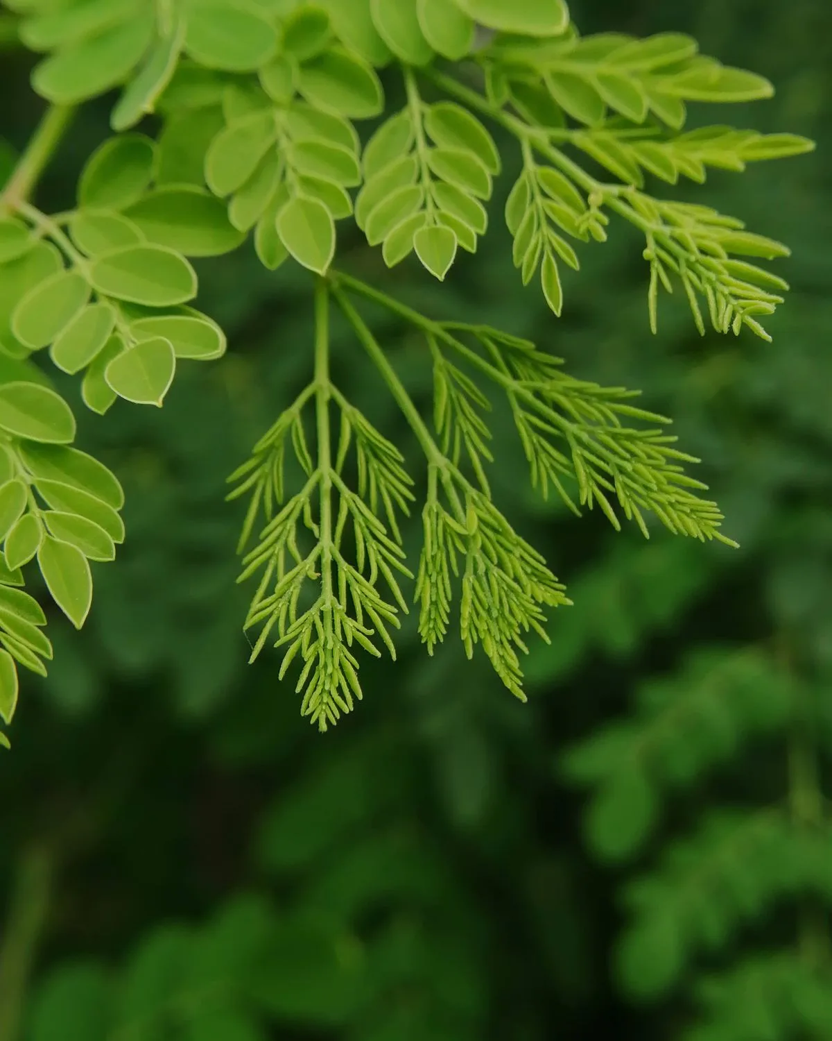 Moringa (Drumstick Tree)