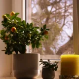 Mosambi, Sweet Lime (Grafted)