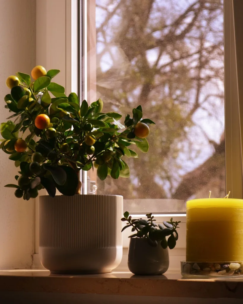 Mosambi, Sweet Lime (Grafted)