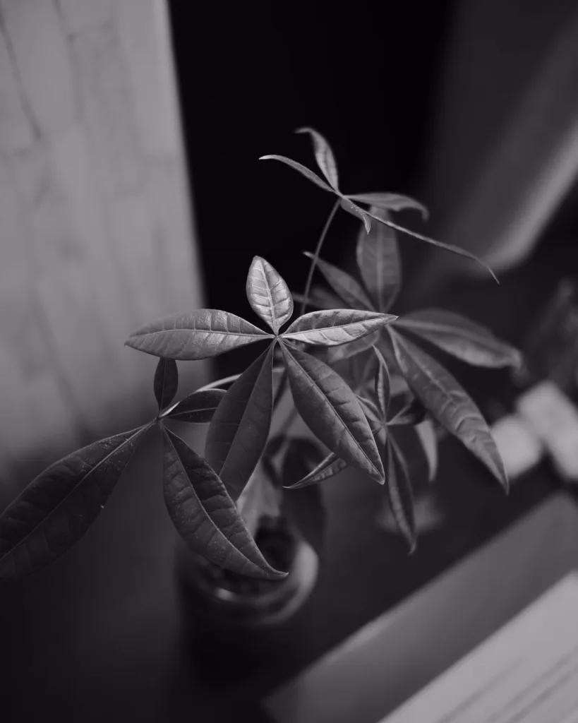 N'Joy Money Plant