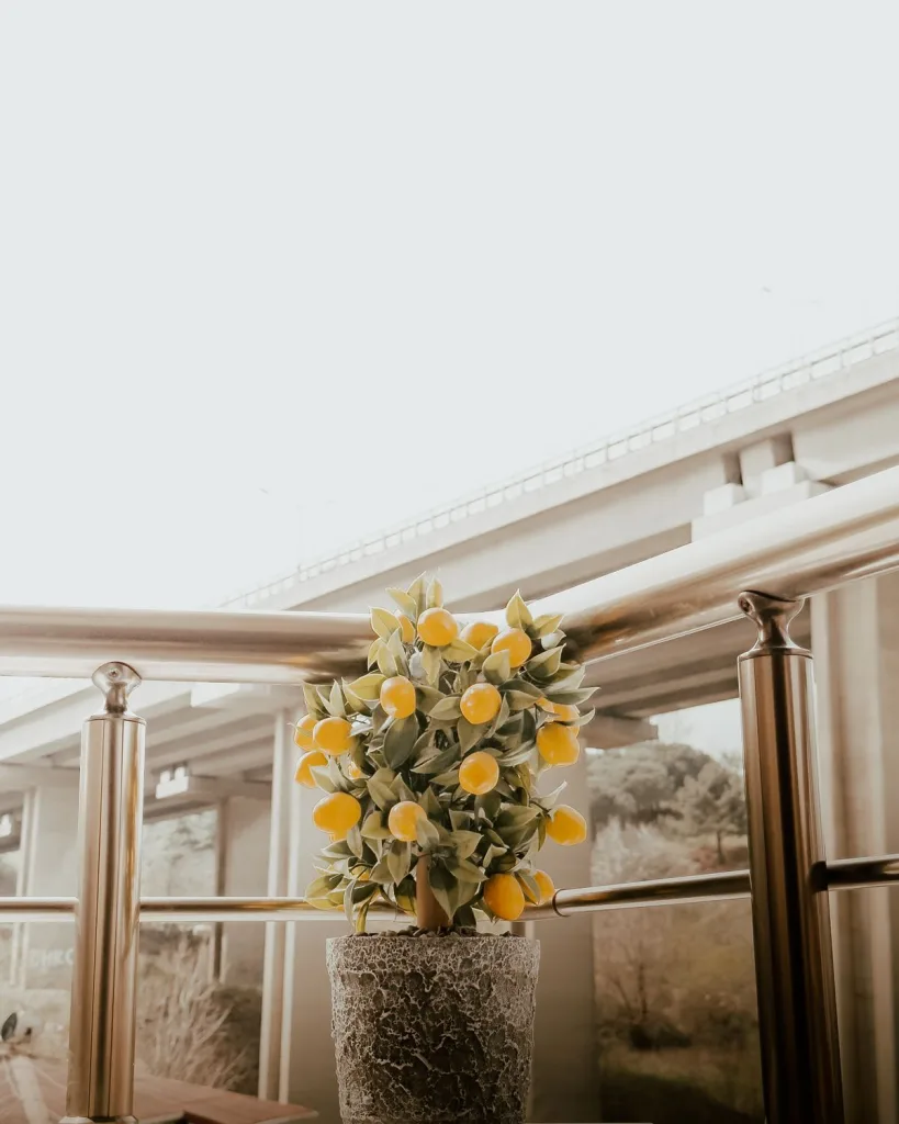 Nimboo, Lemon Tree