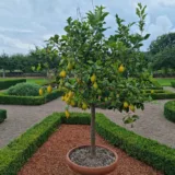 Nimboo, Lemon Tree