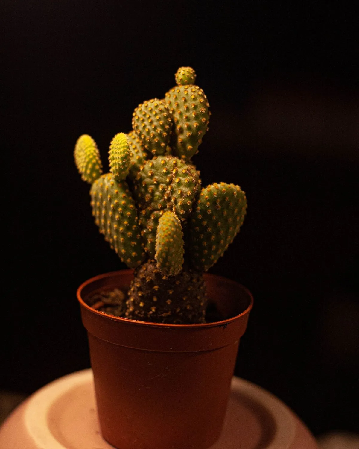 Opuntia monacantha