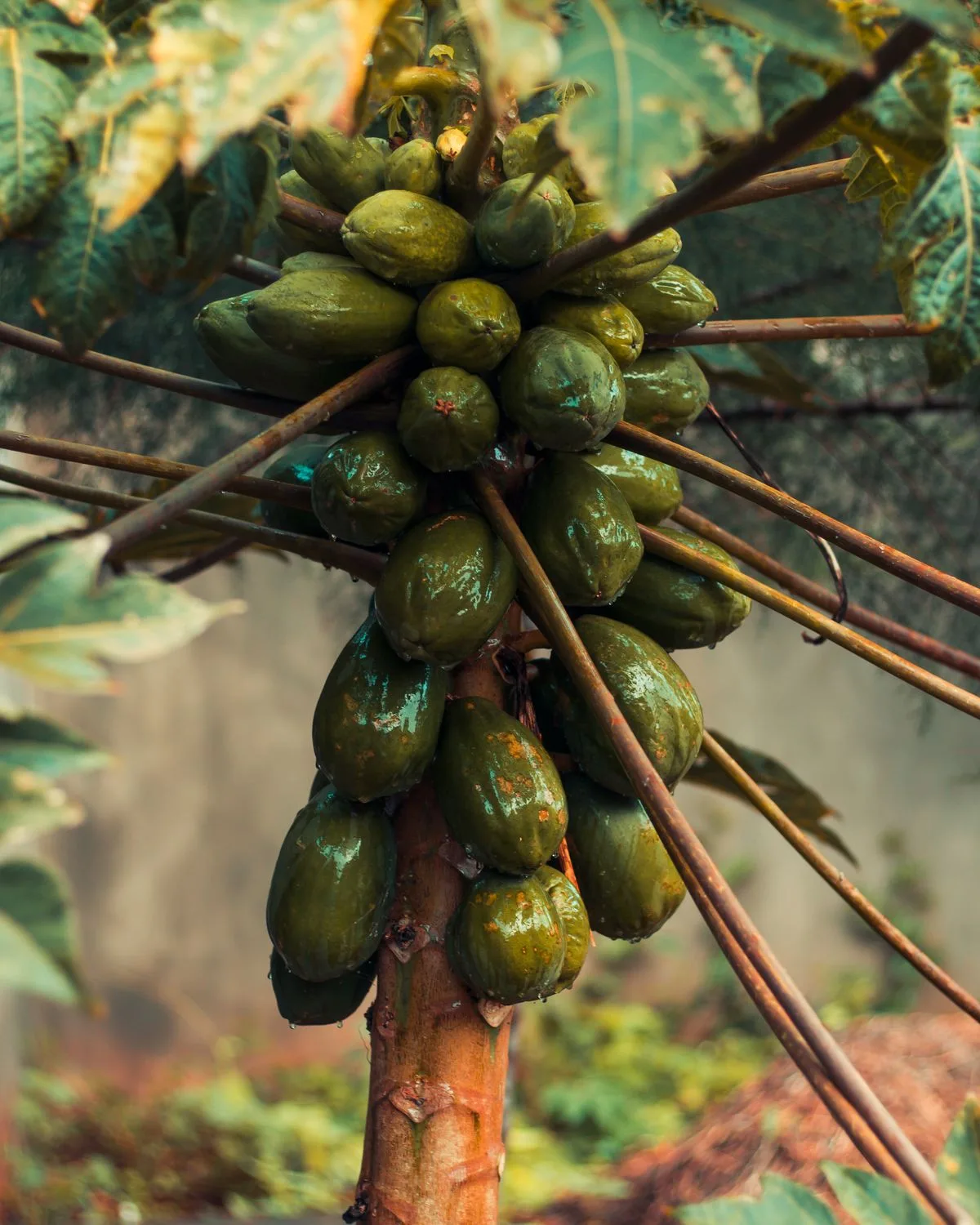 Papaya (Hybrid)