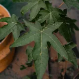 Papaya (Seed-Grown)