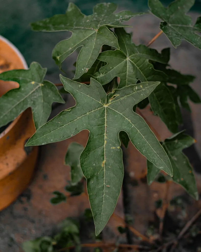 Papaya (Seed-Grown)