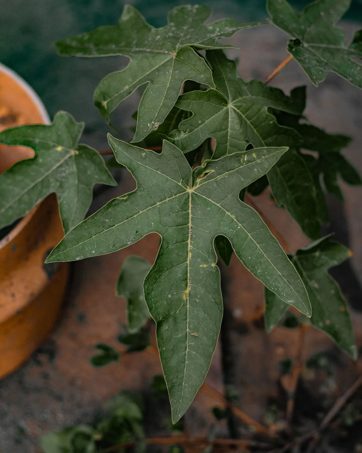 Papaya (Seed-Grown)