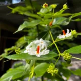 Parijat (Night Flowering Jasmine)