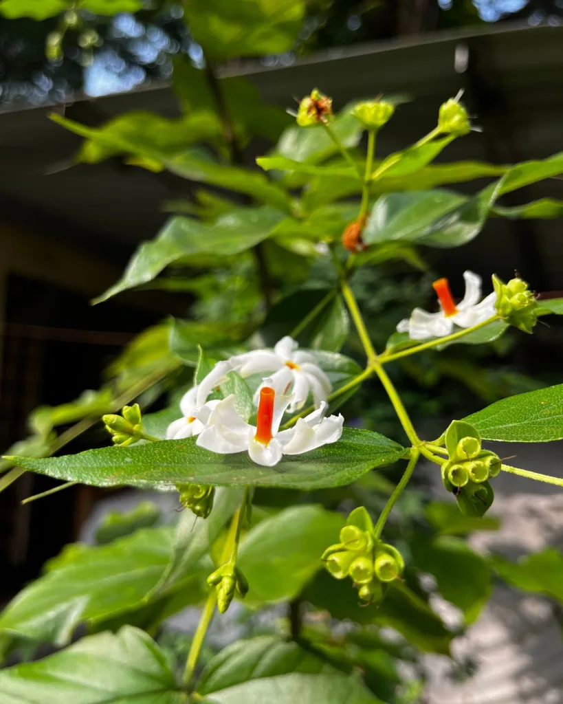 Parijat (Night Flowering Jasmine)