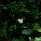 Parijat (Night Flowering Jasmine)