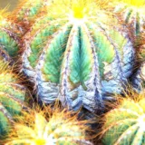 Parodia leninghausii