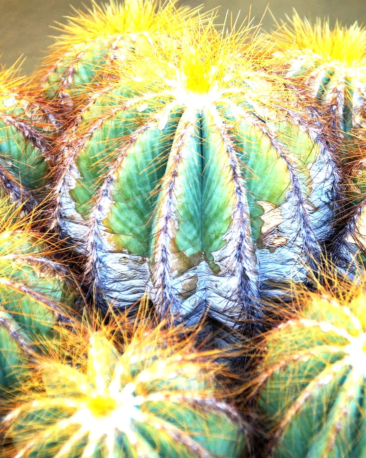 Parodia leninghausii