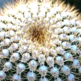 Parodia leninghausii