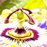 Passiflora Sherry (Red)