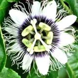 Passiflora Sherry (Red)