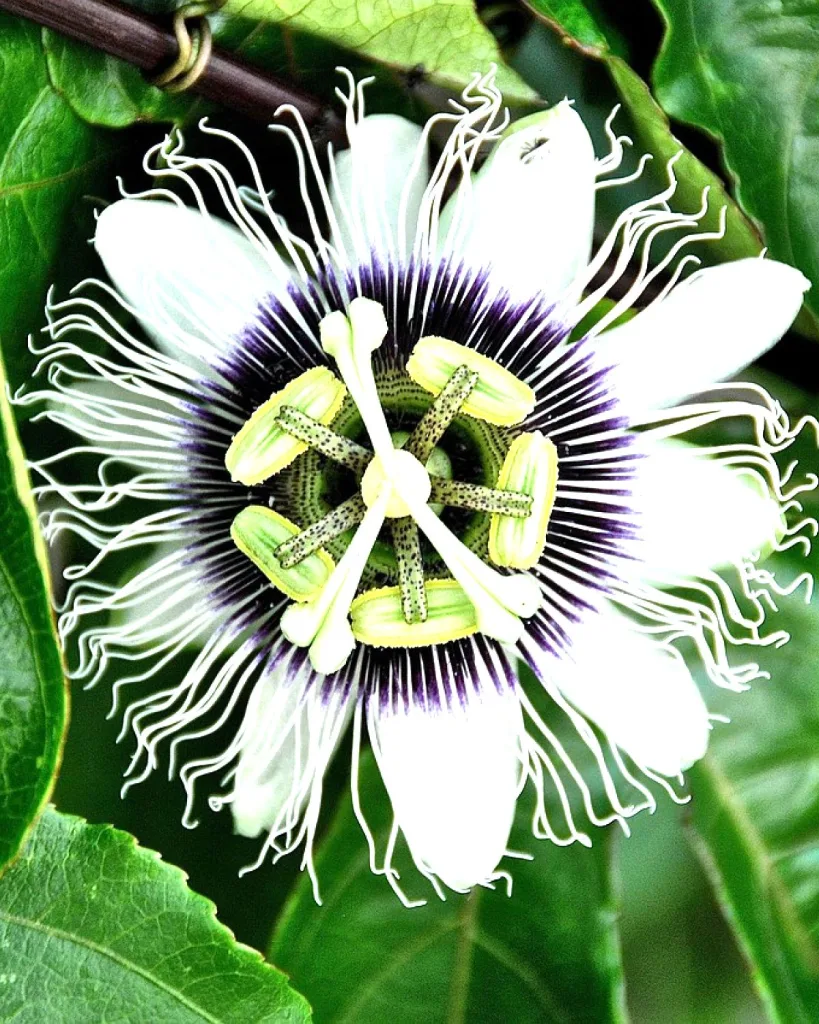 Passiflora Sherry (Red)