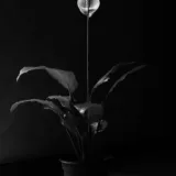 Peace Lily