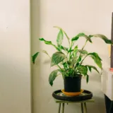 Peace Lily