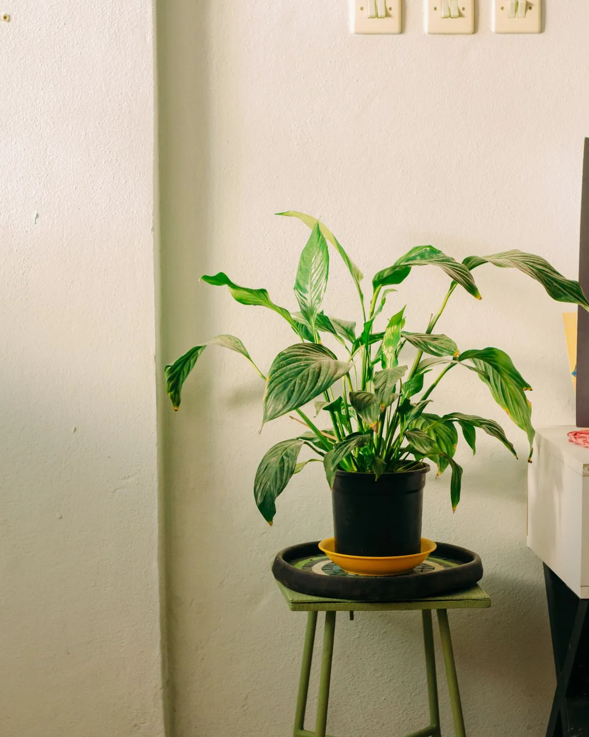 Peace Lily