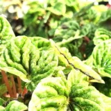 Peperomia Clusiifolia