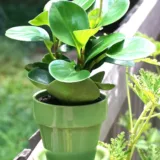 Peperomia Clusiifolia