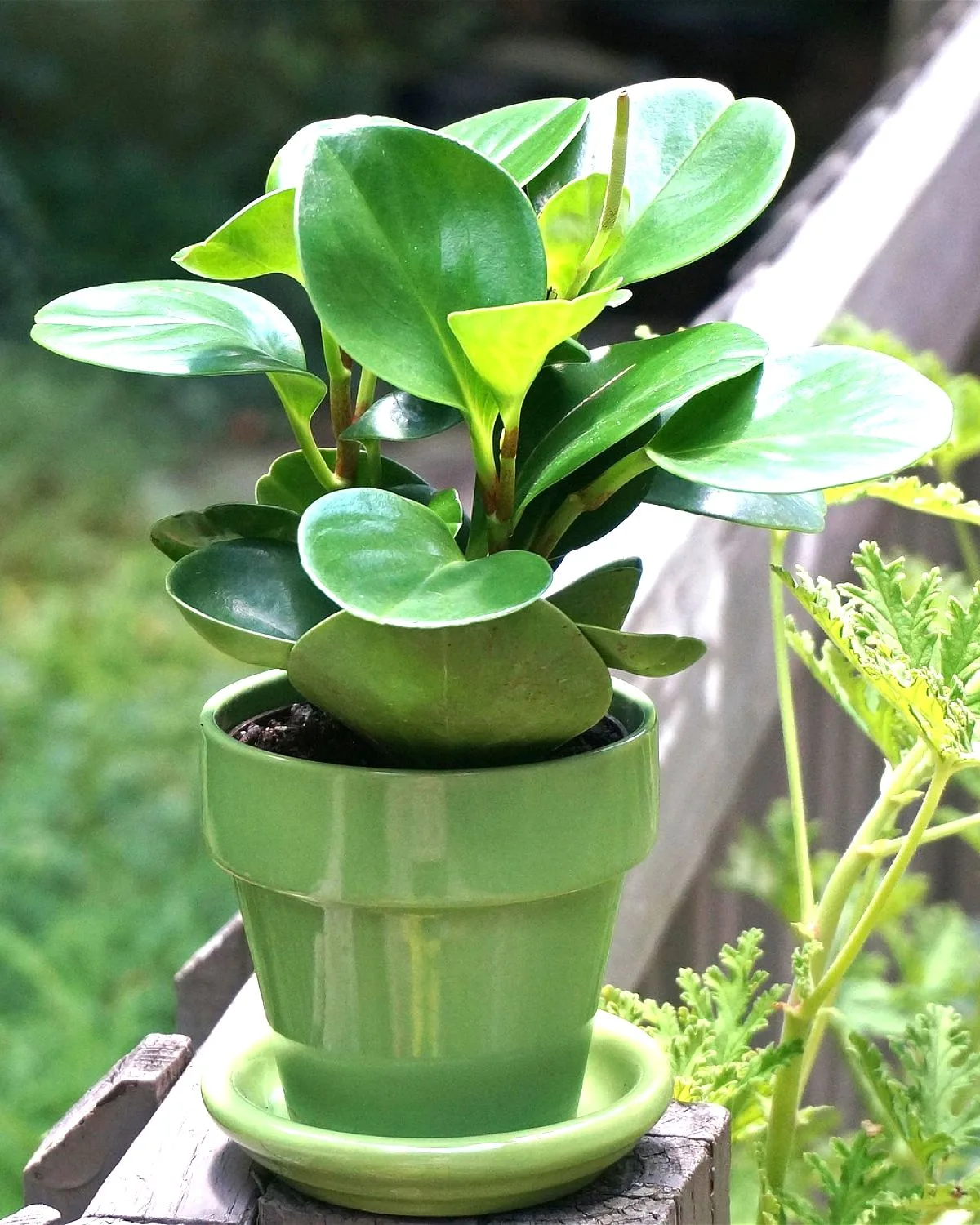 Peperomia Clusiifolia