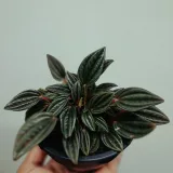 Peperomia Magnoliifolia