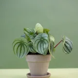 Peperomia Magnoliifolia