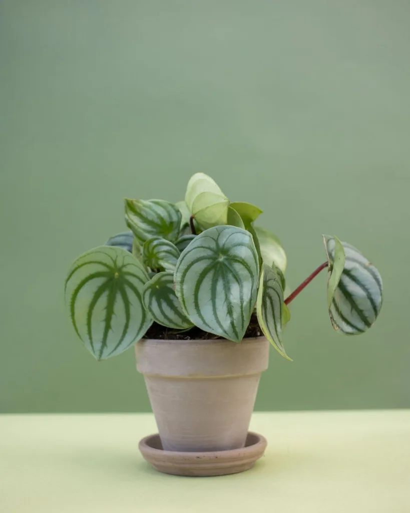 Peperomia Magnoliifolia
