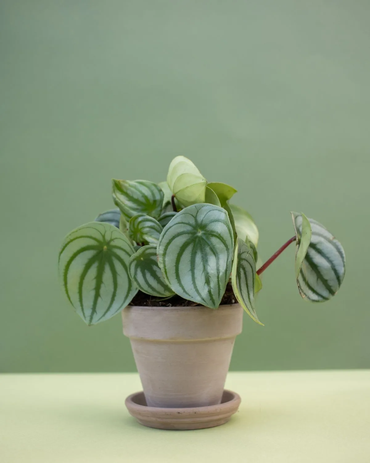 Peperomia Magnoliifolia