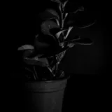 Peperomia orba