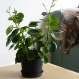 Peperomia orba