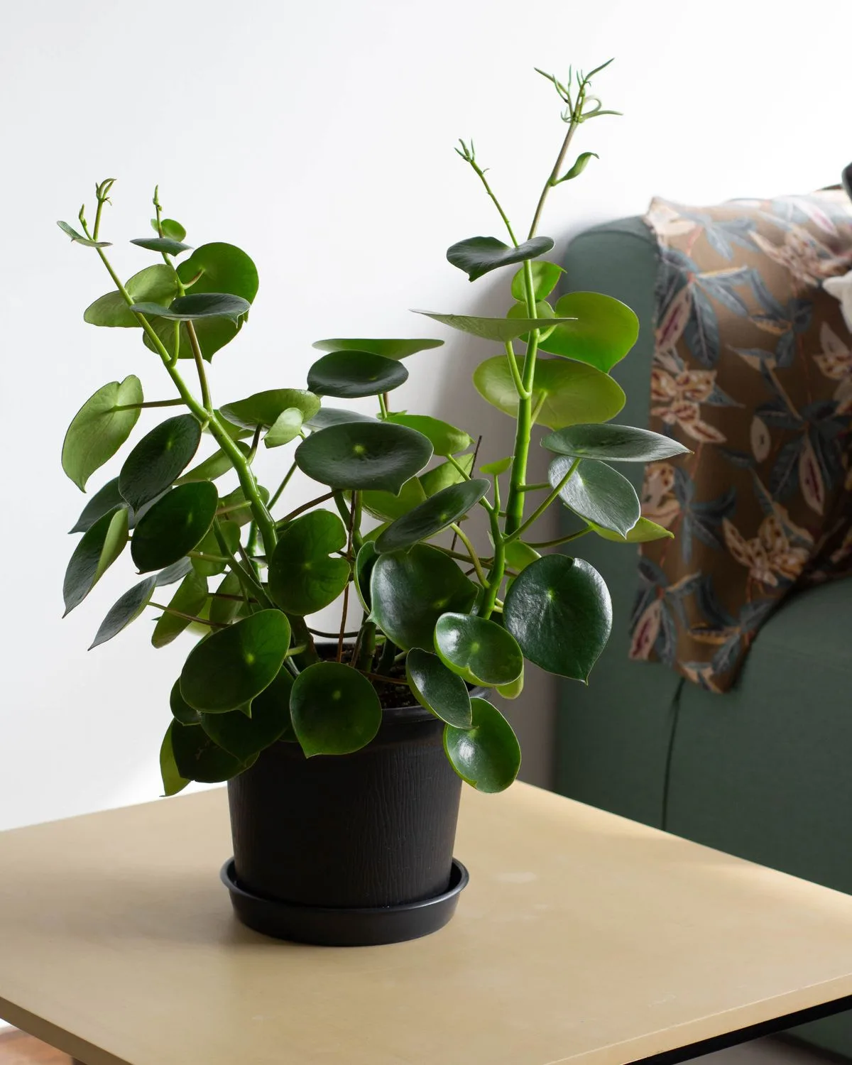 Peperomia orba