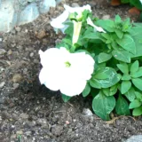Petunia (Pink)