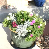 Petunia (Pink)