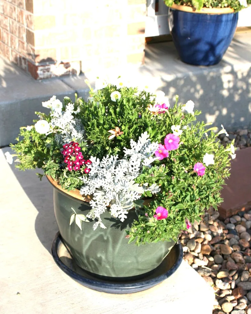 Petunia (Pink)