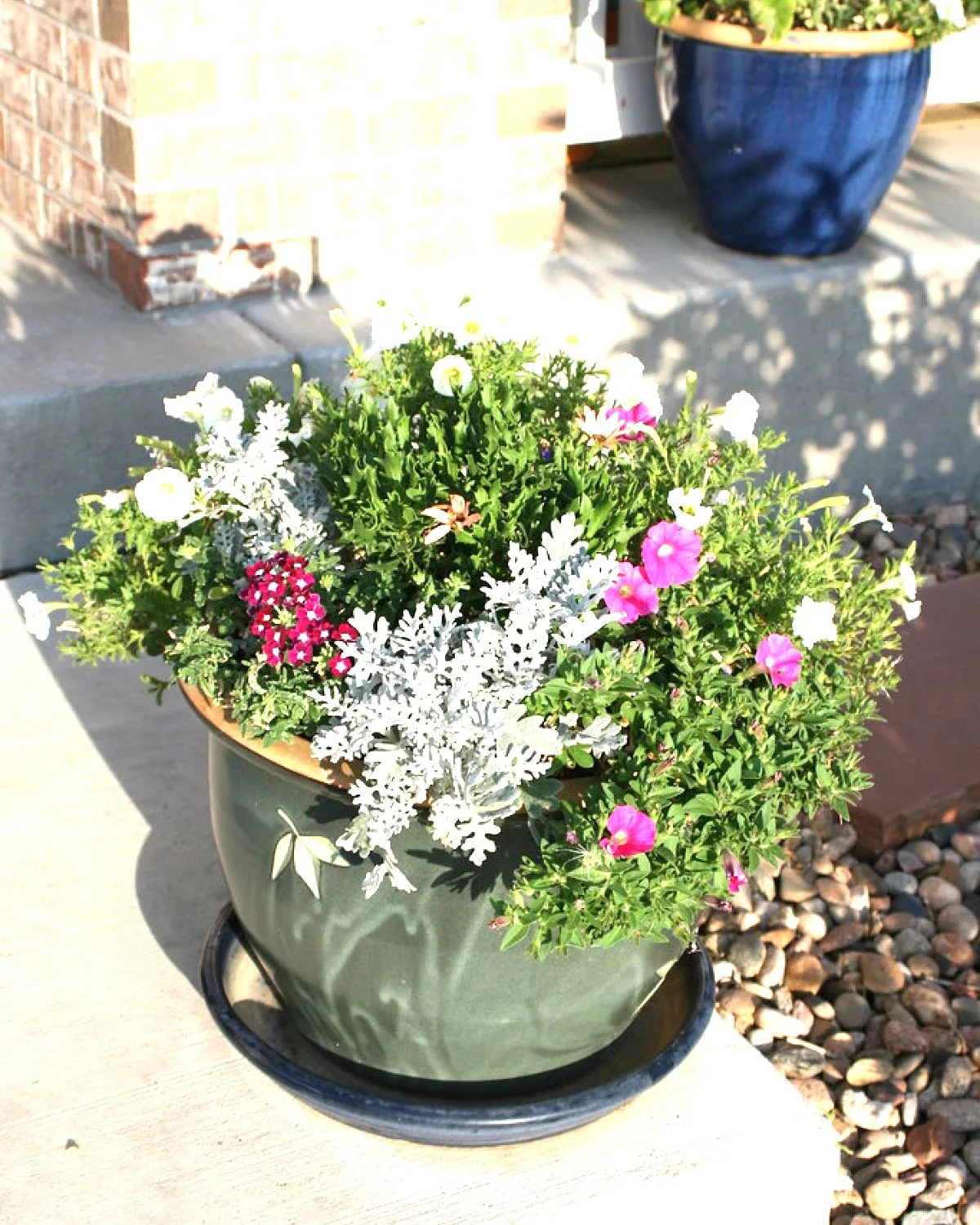 Petunia (Pink)
