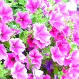 Petunia (Red)