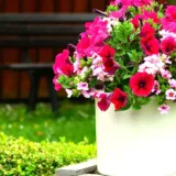 Petunia (Red)