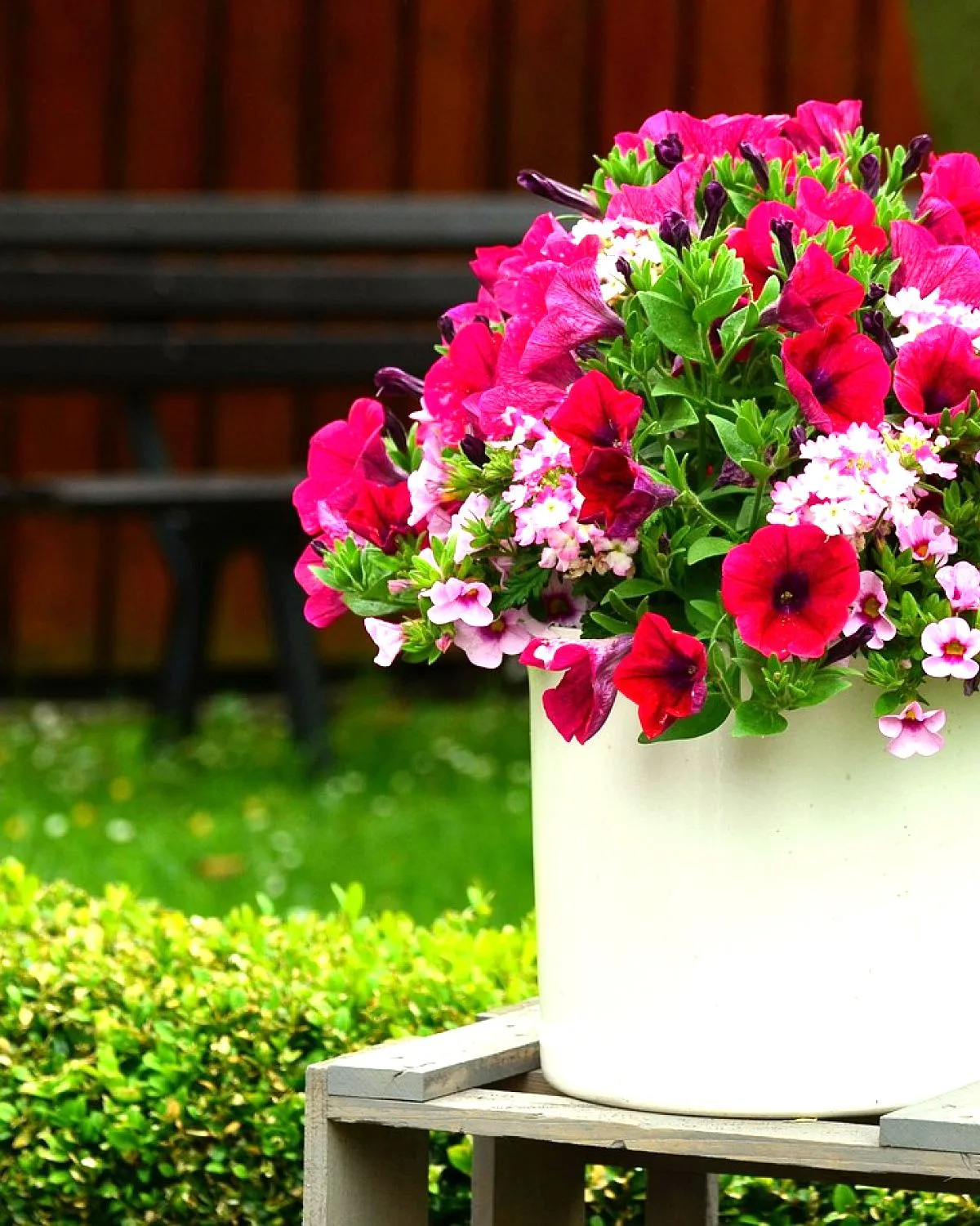 Petunia (Red)